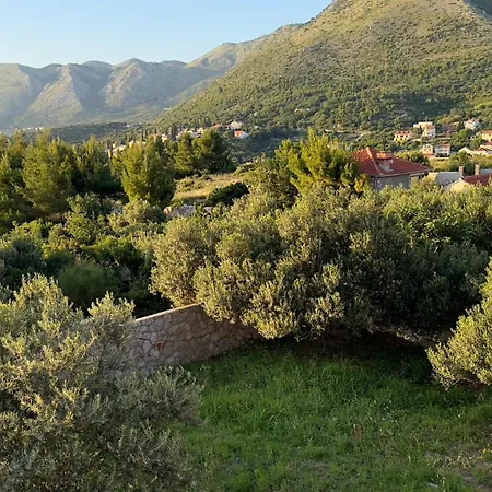 Oliva